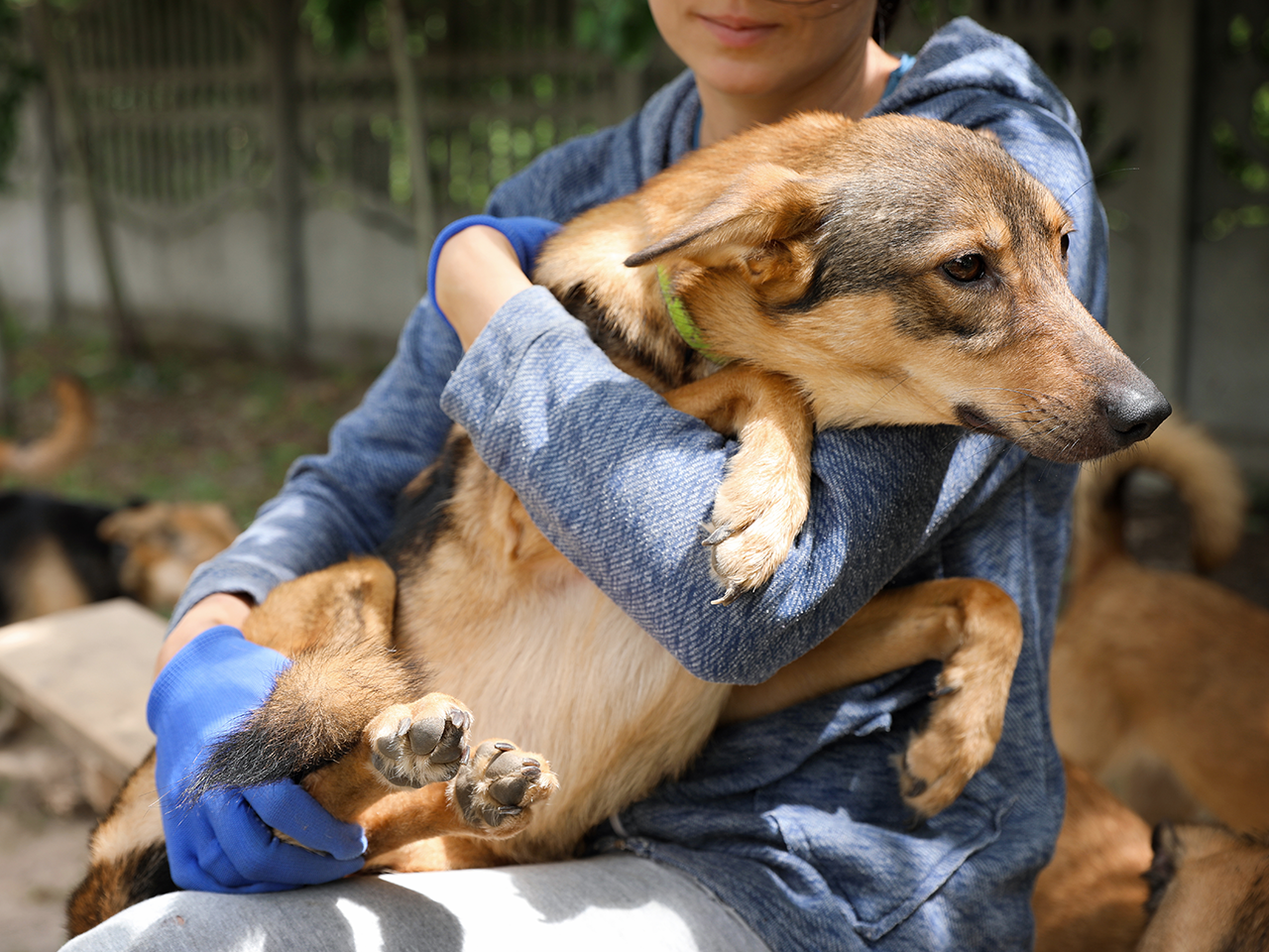 Animal Welfare and Rescue